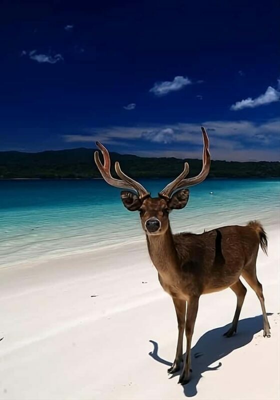 Banyuwangi: Deer and Tabuhan Island Snorkeling 12 Hours Trip - An In-Depth Look at the Tour Experience