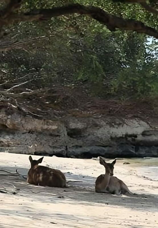Banyuwangi: Deer and Tabuhan Island Snorkeling 12 Hours Trip - FAQ