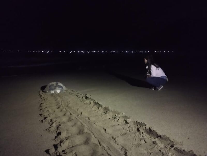Banyuwangi: Sukamade Beach Turtle Conservation 2-Day Tour - Important Information and Recommendations