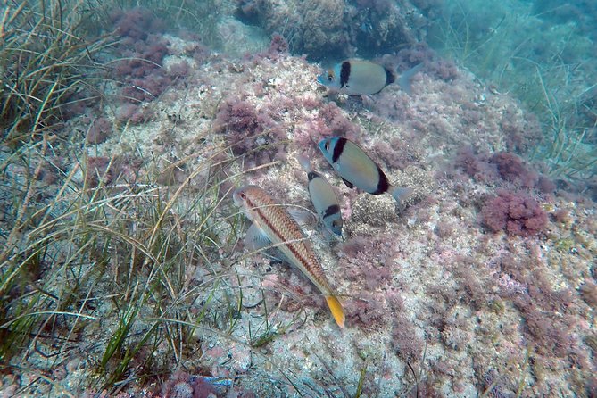 Baptism of Diving From Boat - Participant Reviews and Ratings