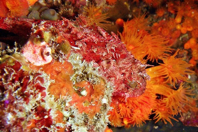 Baptism of Diving in the Natural Park of the Strait - Participation Requirements