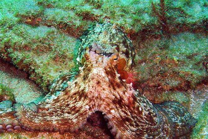 Baptism of Diving in the Natural Park of the Strait - Customer Reviews and Feedback