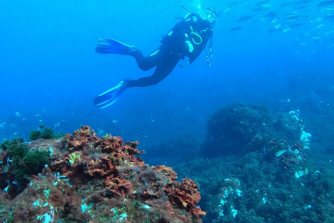 Baptism of Scuba Diving in a Shipwreck on Terceira Island - Diverse Marine Wildlife Exploration