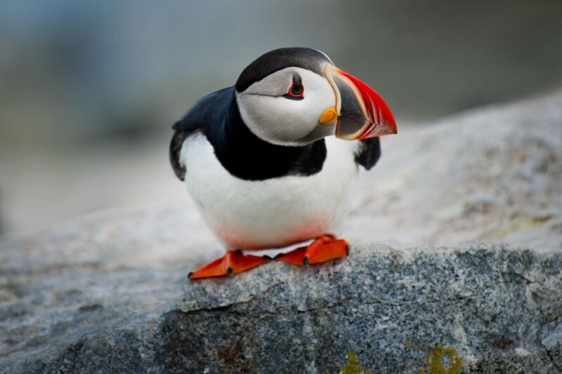 Bar Harbor: Acadia National Park Small-Group Guided Tour - Inclusions