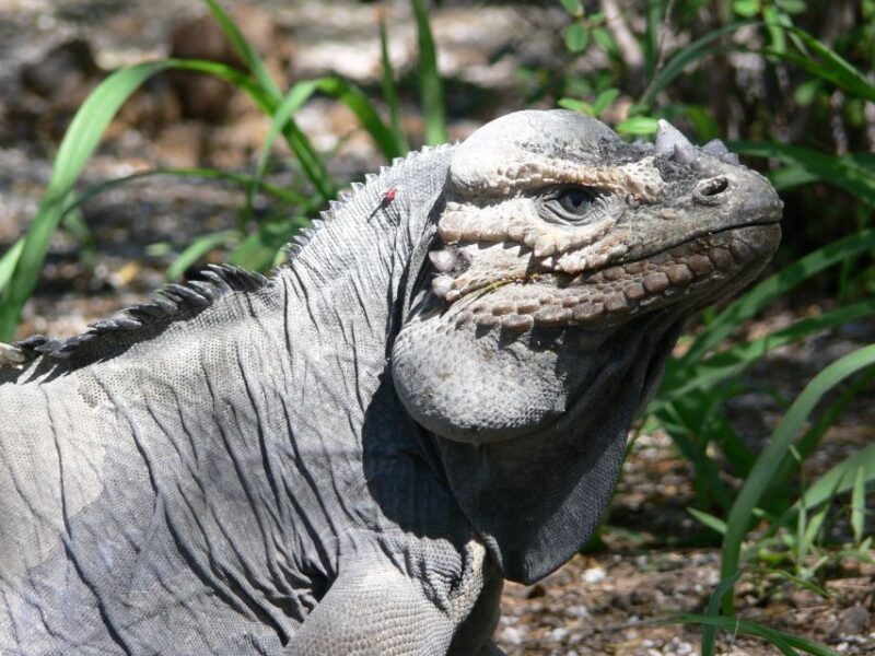 Barahona: Lake Enriquillo Discovery Tour - Experience Highlights