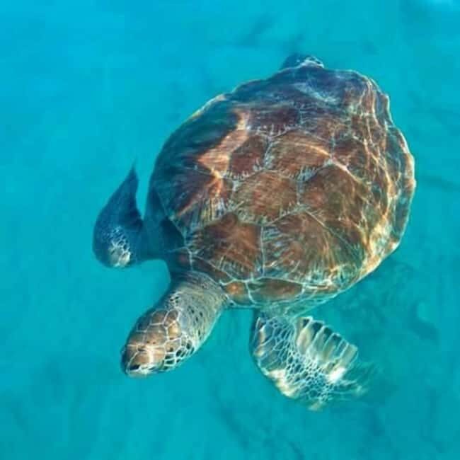 Barbados: 1-Hr Snorkeling Adventure with Supreme Watersports - Key Points