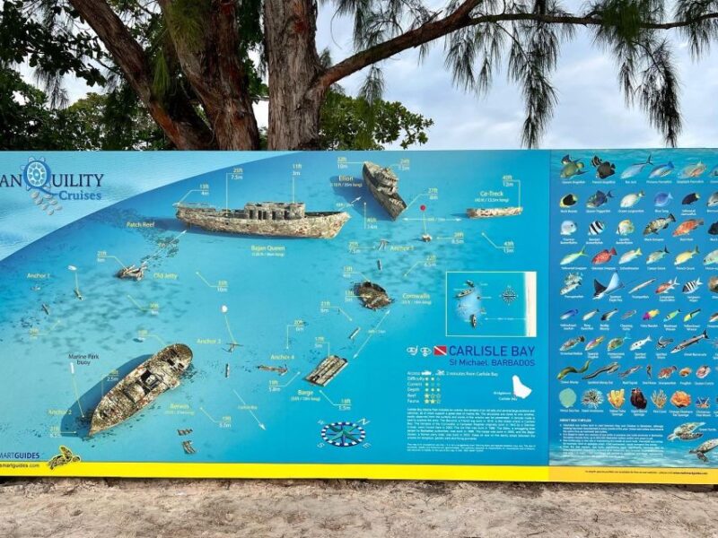 Barbados: Beach Day and Turtle Swim Experience - Activity and Location