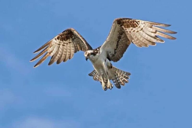 Barbados: Bird Watching Experience - An In-Depth Look at the Barbados Bird Watching Tour