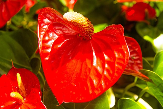 Barbados Botanical Tour - Tour Operator and Policies