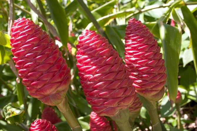 Barbados Botanical Tour - About Your Stay