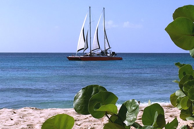 Barbados Catamaran Turtle and Shipwreck Snorkeling Cruise - Additional Information