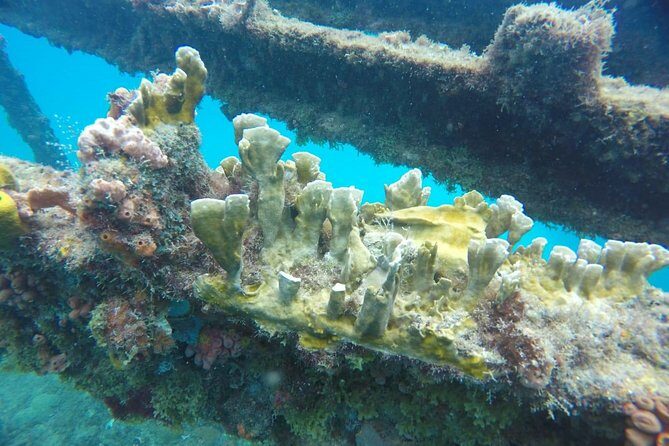 Barbados Harrison's Cave Tram Tour and Boat Cruise Snorkel Adventure - The Sum Up: Who Will Love This Tour?