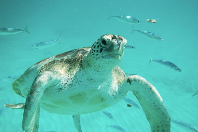 Barbados Harrisons Cave Tram Tour and Boat Cruise Snorkel Adventure - Pickup Details