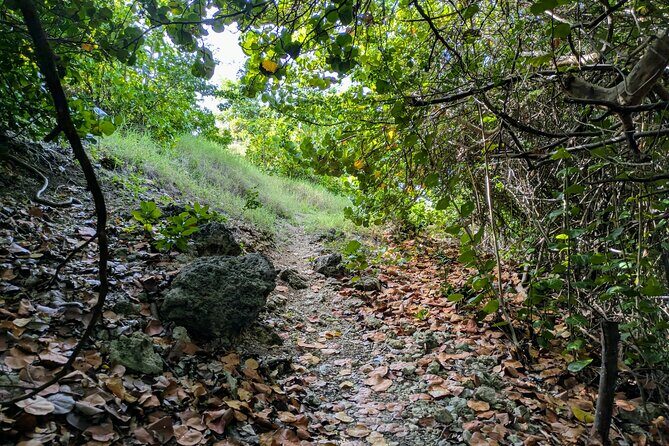 Barbados Hiking and Sightseeing Tour (Transport Included) - Key Points