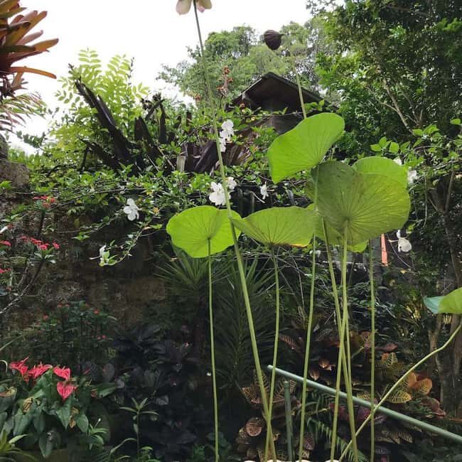 Barbados: Hunte's Garden, Artisan Studios, and Beach Tour - Key Points
