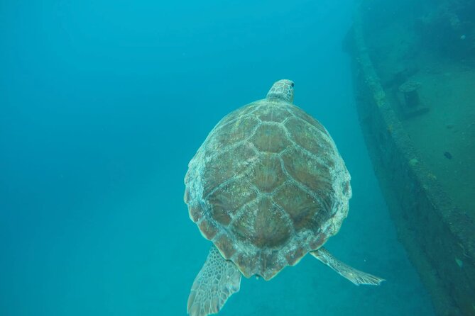 Barbados Island Tour, Monkey Feeding & Swimming With the Turtles - Traveler Feedback