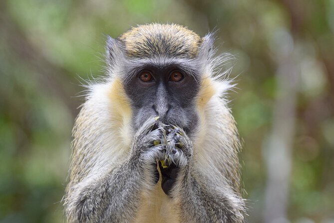 Barbados Island Tour, Monkey Feeding & Swimming With the Turtles - Exploring Barbados Wildlife