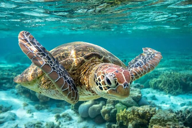 Barbados Shore Excursion: Barbados Surf & Turf - Meeting and Pickup Details