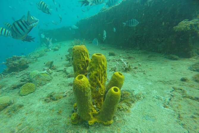 Barbados Shore Excursion: Carlisle Bay Turtle & Shipwreck - Transport Options and Availability