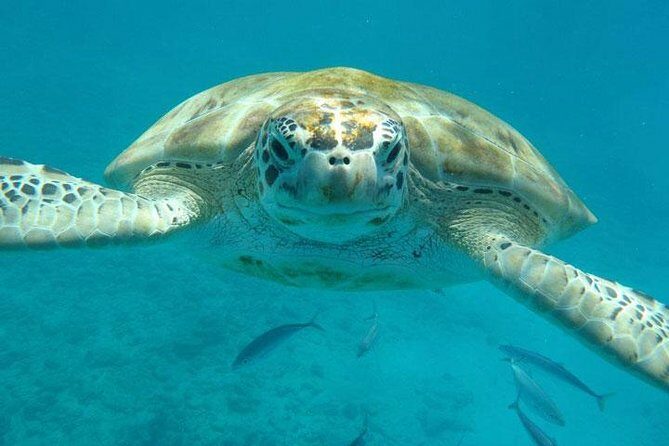 Barbados Shore Excursion Snorkel cruise and Beach Day - The Itinerary and What to Expect