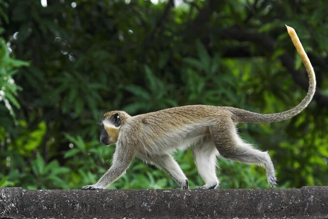 Barbados Shore Excursion: Wildlife Encounter and Beach Day - About Your Stay