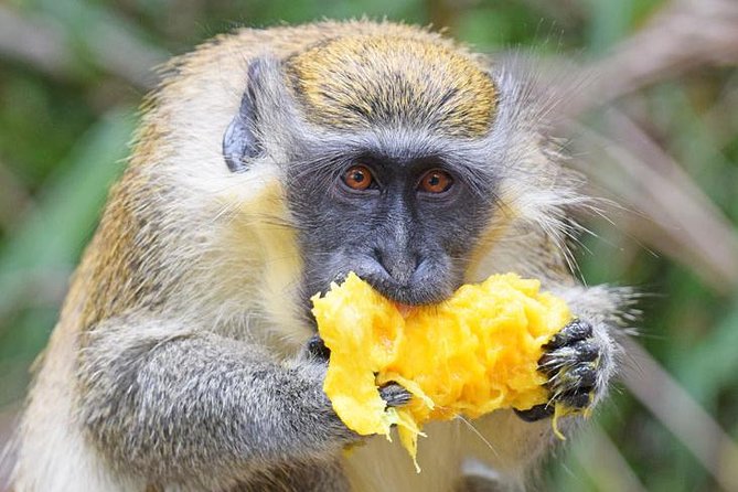 Barbados Shore Excursion: Wildlife Encounter and Beach Day - Exploring Garrison Savannah