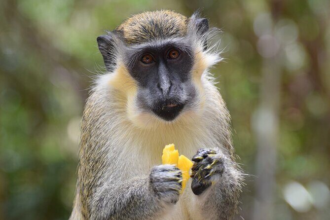 Barbados Small-Group Garden & Wildlife Half-Day Tour - Key Points