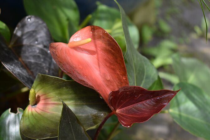 Barbados Small-Group Garden & Wildlife Half-Day Tour - The Value of a Small-Group Experience