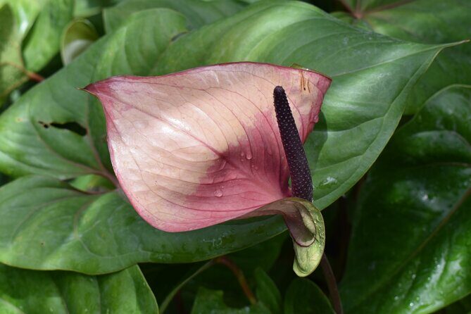 Barbados Small-Group Garden & Wildlife Half-Day Tour - Final Thoughts