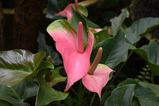 Barbados Small-Group Garden & Wildlife Half-Day Tour - FAQ