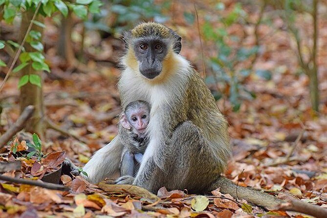 Barbados Small-Group Monkey Feeding Experience - Introduction: What This Tour Offers