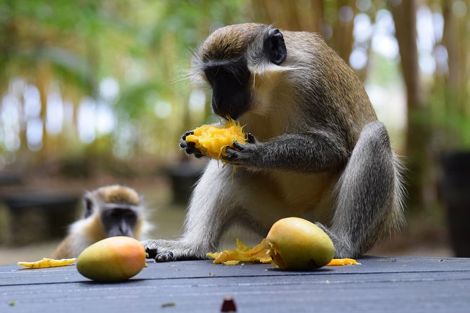 Barbados Small-Group or Private Garden & Wildlife Half-Day Tour - Booking and Cancellation Policy