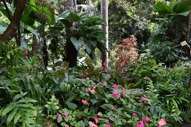 Barbados Small Group or Private: Harrisons Cave, Gardens and St Nicholas Abbey - Huntes Gardens and Flower Forest