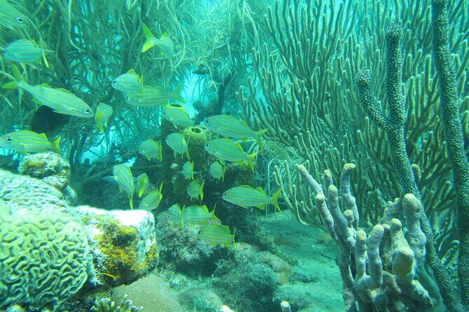 Barbados Snorkeling and Sailing Adventure for Small Groups - An In-Depth Look at the Barbados Snorkeling and Sailing Tour