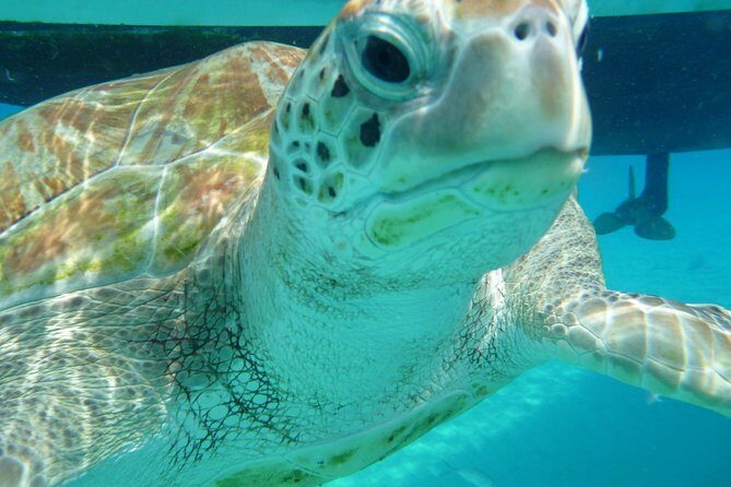 Barbados Sunset and Snorkeling Catamaran Cruise - An Overview of the Experience
