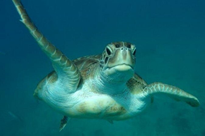 Barbados Sunset and Snorkeling Catamaran Cruise - The Practical Side: What You Need to Know