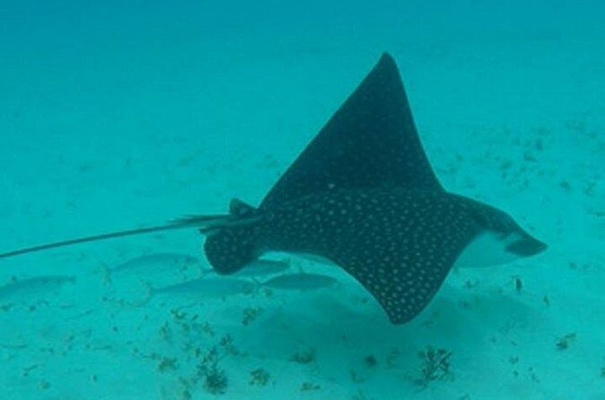 Barbados Sunset and Snorkeling Catamaran Cruise - Frequently Asked Questions