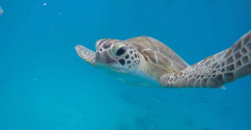 Barbados Surf & Turf - Itinerary Highlights