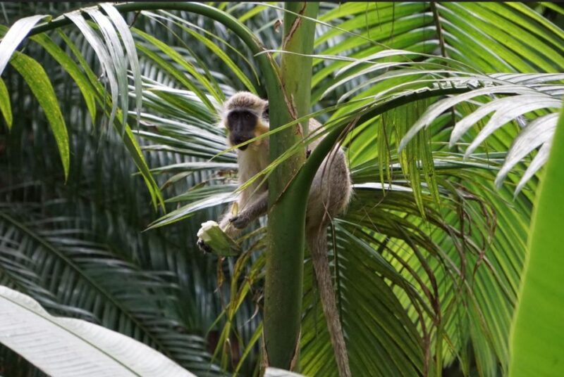 Barbados: Tour of Harrisons Cave & Huntes Gardens - Harrisons Cave Exploration