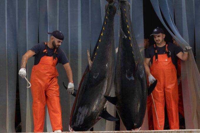 Barbate: Boat Tour to the Almadraba of Conil (Tuna Fishing) - Frequently Asked Questions