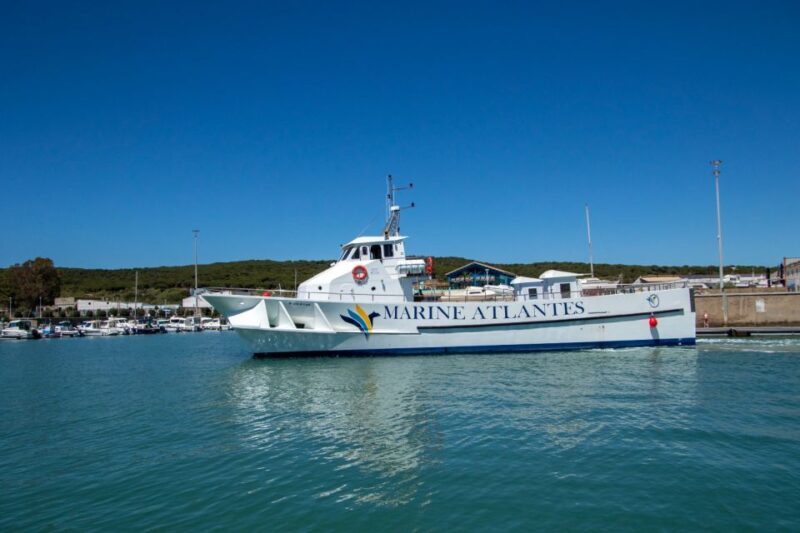 Barbate: Dolphin and Whale Watching in Cape Trafalgar - Key Points