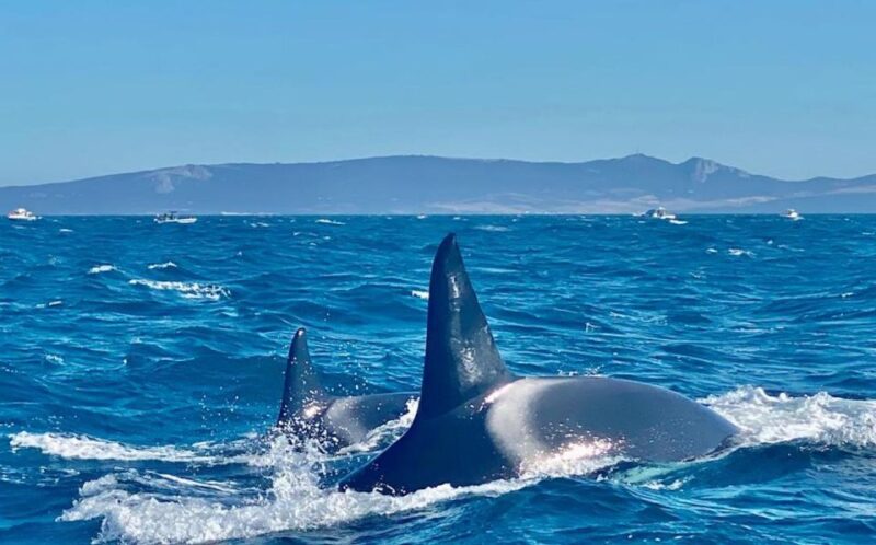 Barbate: Dolphin and Whale Watching in Cape Trafalgar - Prohibited Items