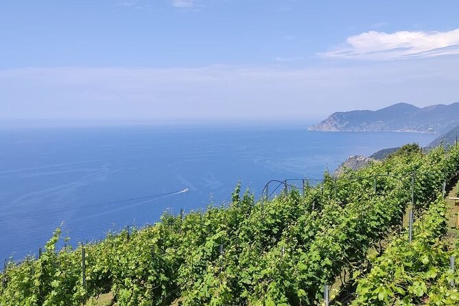 BarCa Winery Cinque Terre Trekking & Wine Tasting & Pesto Class - Key Points