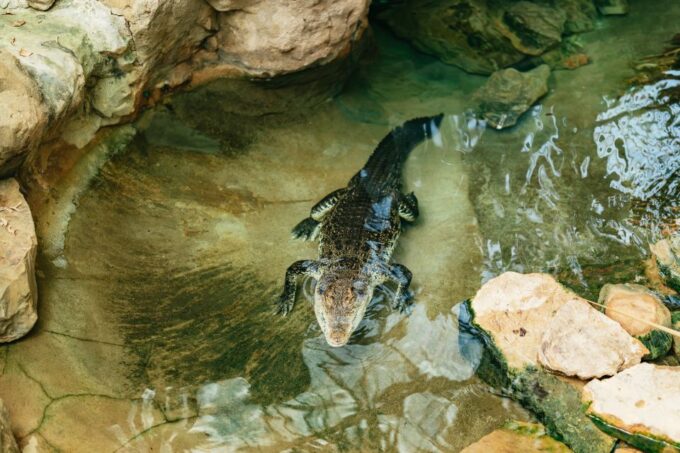 Barcelona: 1-Day Ticket to Barcelona Zoo - Seasonal Opening Hours