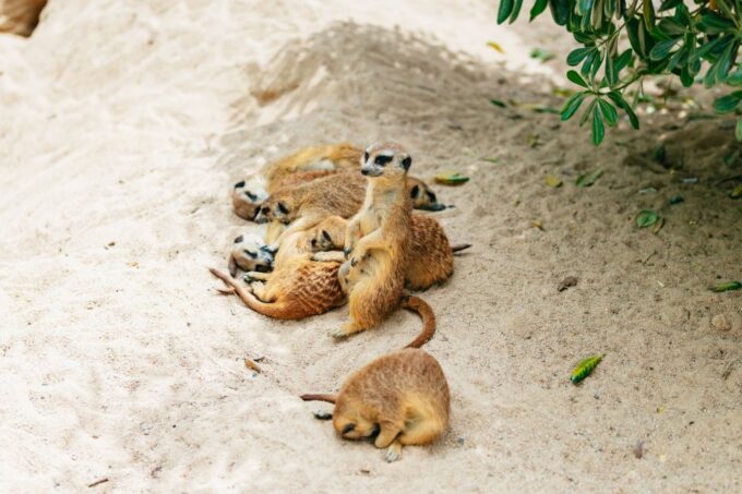 Barcelona: 1-Day Ticket to Barcelona Zoo - Visitor Recommendations