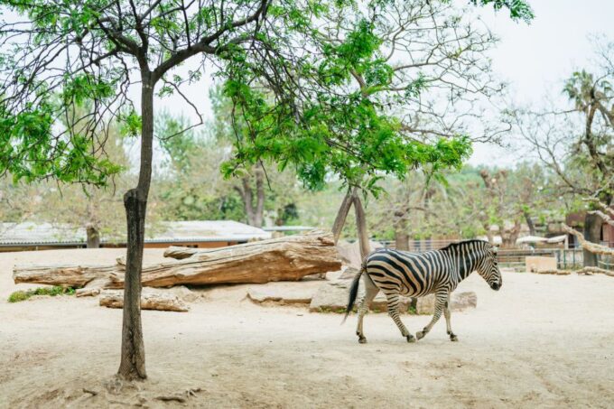 Barcelona: 1-Day Ticket to Barcelona Zoo - Frequently Asked Questions