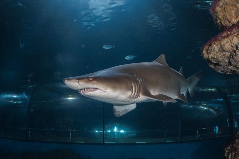 Barcelona Aquarium: Guided Tour With Exclusive Early Access - Key Points