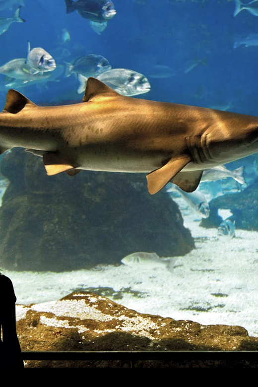 Barcelona Aquarium: Guided Tour With Exclusive Early Access - Penguin Feeding Finale