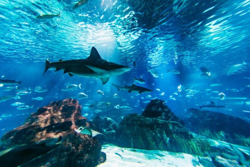 Barcelona Aquarium: Skip-the-Line Admission Ticket - Key Points