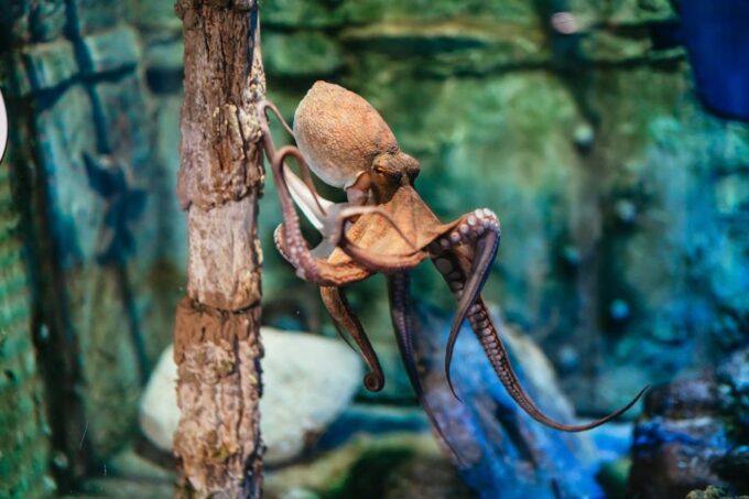 Barcelona Aquarium: Skip-the-Line Admission Ticket - Seasonal Opening Hours